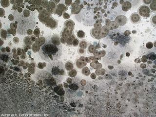 LA Mold Specialists of Anaheim